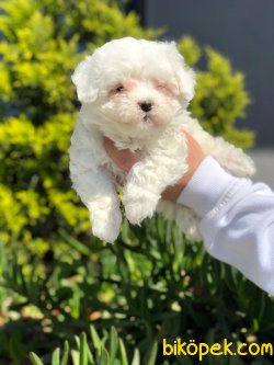 DİZAYN IRK MALTİPOO YAVRULAR 2