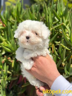 DİZAYN IRK MALTİPOO YAVRULAR 3