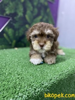 DİZAYN IRK ÖZEL RENK CHOCO AND TAN MALTİPOO YAVRULAR 3