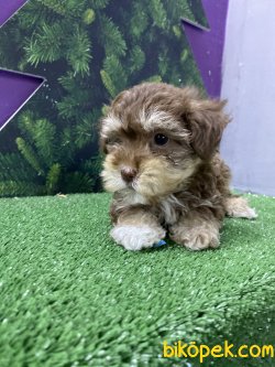 DİZAYN IRK ÖZEL RENK CHOCO AND TAN MALTİPOO YAVRULAR 4