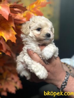 DİZAYN IRK MALTİPOO YAVRULAR 2