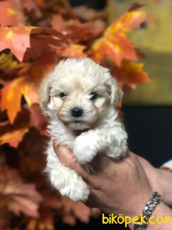 DİZAYN IRK MALTİPOO YAVRULAR 3
