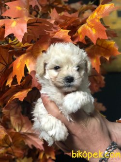 DİZAYN IRK MALTİPOO YAVRULAR 1