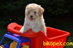 DİZAYN IRK MALTİPOO YAVRULAR 1