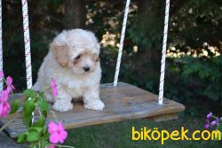 DİZAYN IRK MALTİPOO YAVRULAR 3