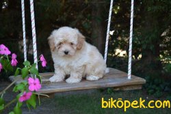 DİZAYN IRK MALTİPOO YAVRULAR 2
