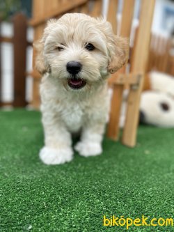 DİZAYN IRK MALTİPOO YAVRULAR 4