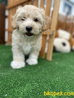 DİZAYN IRK MALTİPOO YAVRULAR 3