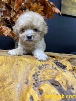 DİZAYN IRK MALTİPOO YAVRULAR 2
