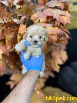 DİZAYN IRK MALTİPOO YAVRULAR 3