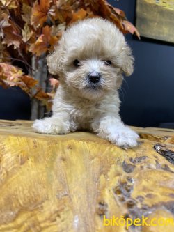 DİZAYN IRK MALTİPOO YAVRULAR 1