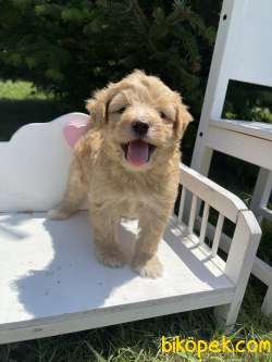 Dizayn Irk Maltipoo Yavrular Anne Baba Secereli 1