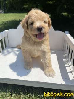 Dizayn Irk Maltipoo Yavrular Anne Baba Secereli 5