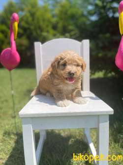 Dizayn Irk Maltipoo Yavrular Anne Baba Secereli 2