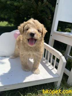 Dizayn Irk Maltipoo Yavrular Anne Baba Secereli 4