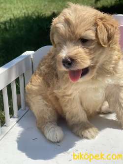 Dizayn Irk Maltipoo Yavrular Anne Baba Secereli 3