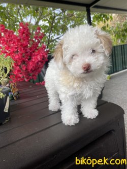 DİZAYN IRK MALTİPOO YAVRULARIMIZ 2