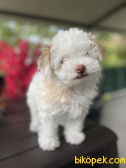 DİZAYN IRK MALTİPOO YAVRULARIMIZ 3