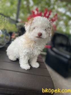 DİZAYN IRK MALTİPOO YAVRULARIMIZ 1