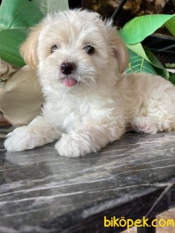 DİZAYN IRK MALTİPOO YAVRULARIMIZ 1