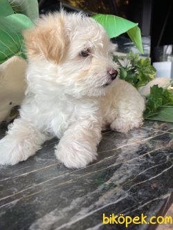 DİZAYN IRK MALTİPOO YAVRULARIMIZ 3