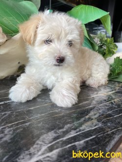 DİZAYN IRK MALTİPOO YAVRULARIMIZ 2