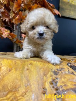 DİZAYN IRK MALTİPOO YAVRULARIMIZ 2
