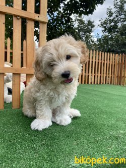 DİZAYN IRK MALTİPOO YAVRULARIMIZ 2