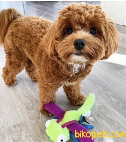 Dizayn Irk Maltipoo Yavrularımız Tea Cup Ve Toy Boyut 2