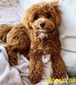 Dizayn Irk Maltipoo Yavrularımız Tea Cup Ve Toy Boyut 3