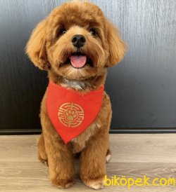 Dizayn Irk Maltipoo Yavrularımız Tea Cup Ve Toy Boyut 1