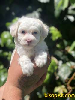 Dizayn Irk Maviş Maltipoo 1