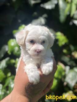 Dizayn Irk Maviş Maltipoo 2
