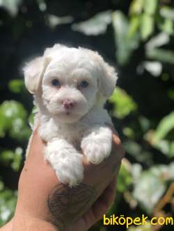 Dizayn Irk Maviş Maltipoo 3