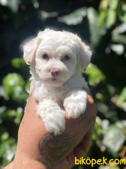 Dizayn Irk Maviş Maltipoo 4