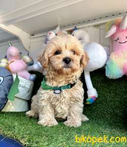 Dizayn Irk Mini Maltipoo Bebekler 4