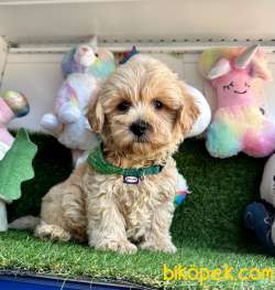 Dizayn Irk Mini Maltipoo Bebekler 3