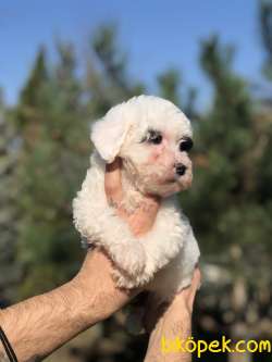 Dizayn Irk Morkie Yavrumuz 3
