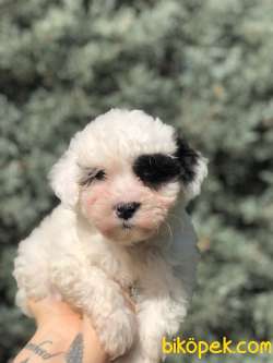 Dizayn Irk Morkie Yavrumuz 1