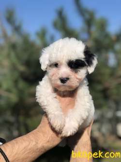 Dizayn Irk Morkie Yavrumuz 2