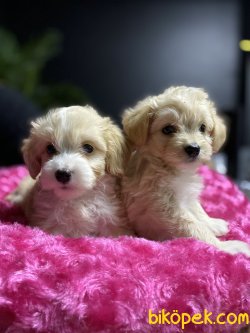 DİZAYN IRK MUHTEŞEM KALİTE MALTİPOO BEBEKLER 1