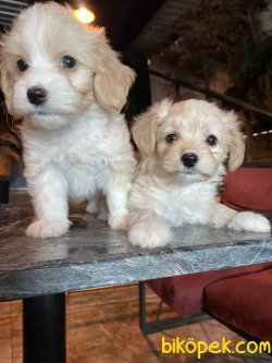 DİZAYN IRK MUHTEŞEM KALİTE MALTİPOO BEBEKLER 2