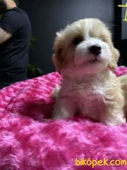 DİZAYN IRK MUHTEŞEM KALİTE MALTİPOO BEBEKLER 3