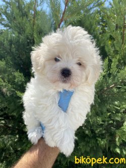DİZAYN IRK MÜKEMMEL KALİTE MALTİPOO 2
