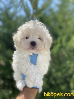 DİZAYN IRK MÜKEMMEL KALİTE MALTİPOO 3