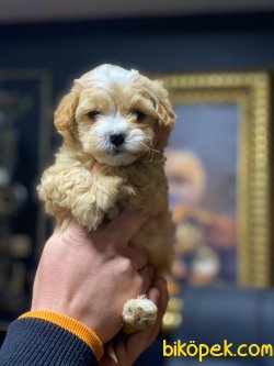 Garantili MALTİPOO YAVRULARIMIZ 2