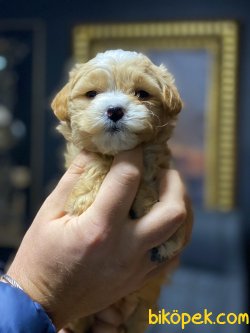 Garantili MALTİPOO YAVRULARIMIZ 3