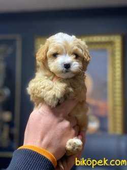 Garantili MALTİPOO YAVRULARIMIZ 1