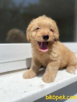 DİZAYN IRK ORJİNAL MALTİPOO 3