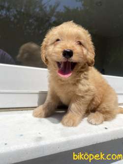 DİZAYN IRK ORJİNAL MALTİPOO 1